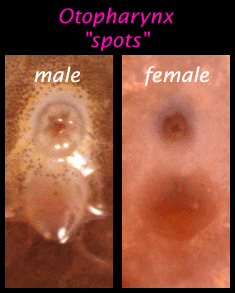 Otopharynx spots